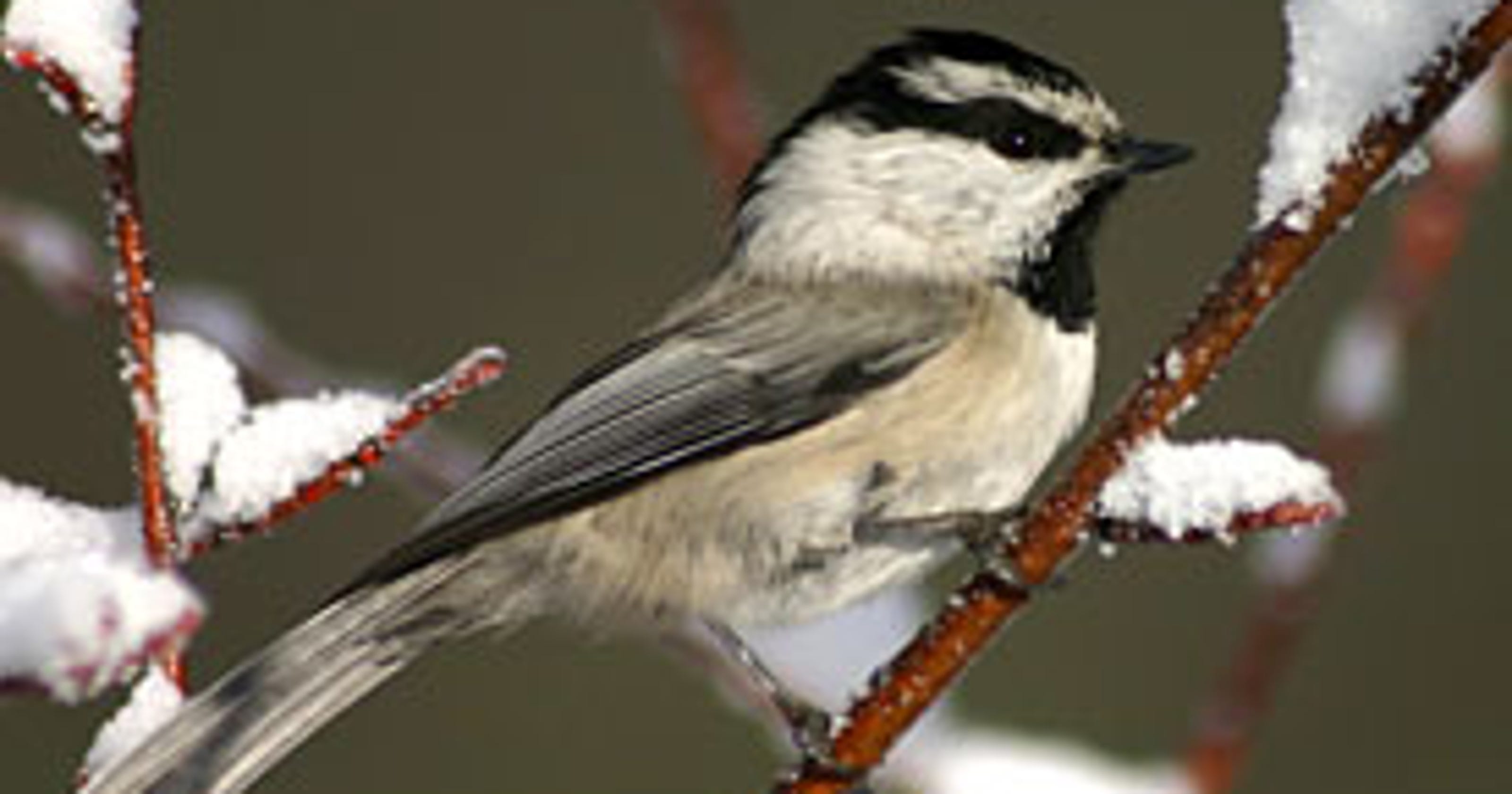 Bird of the Month: Mountain chickadee