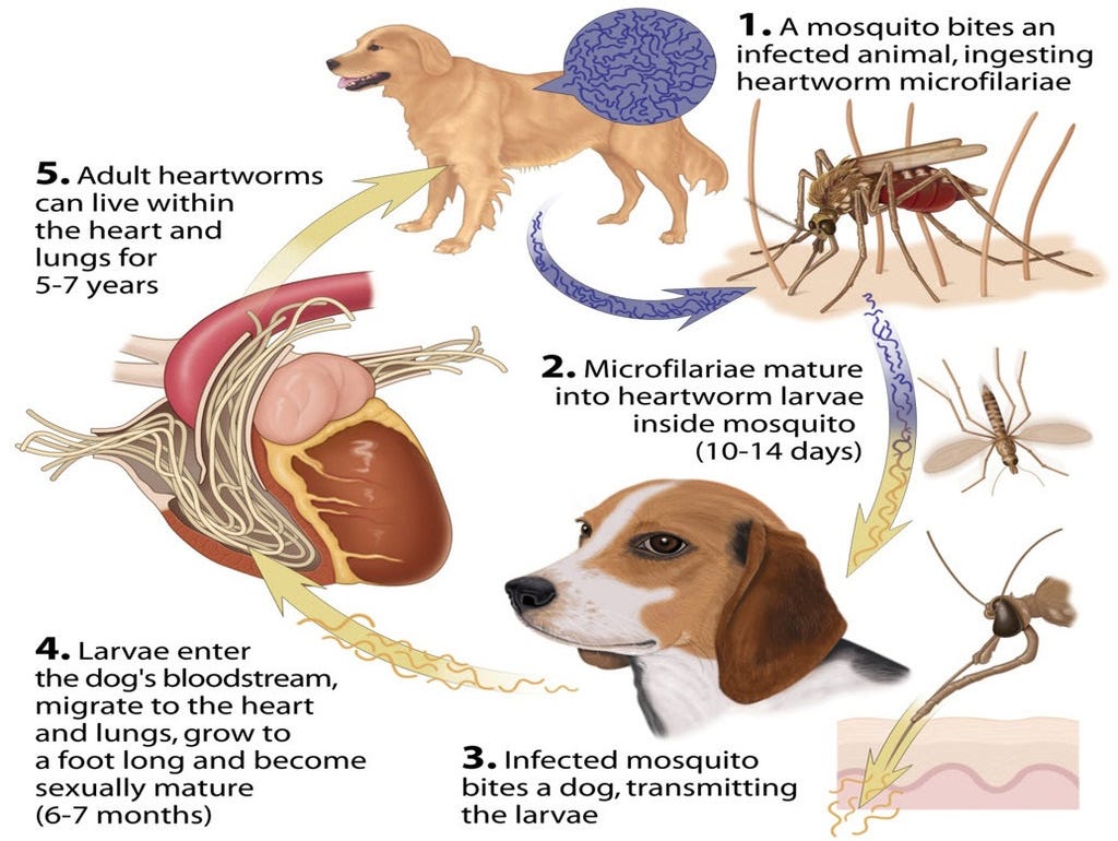 Heartworm project sale