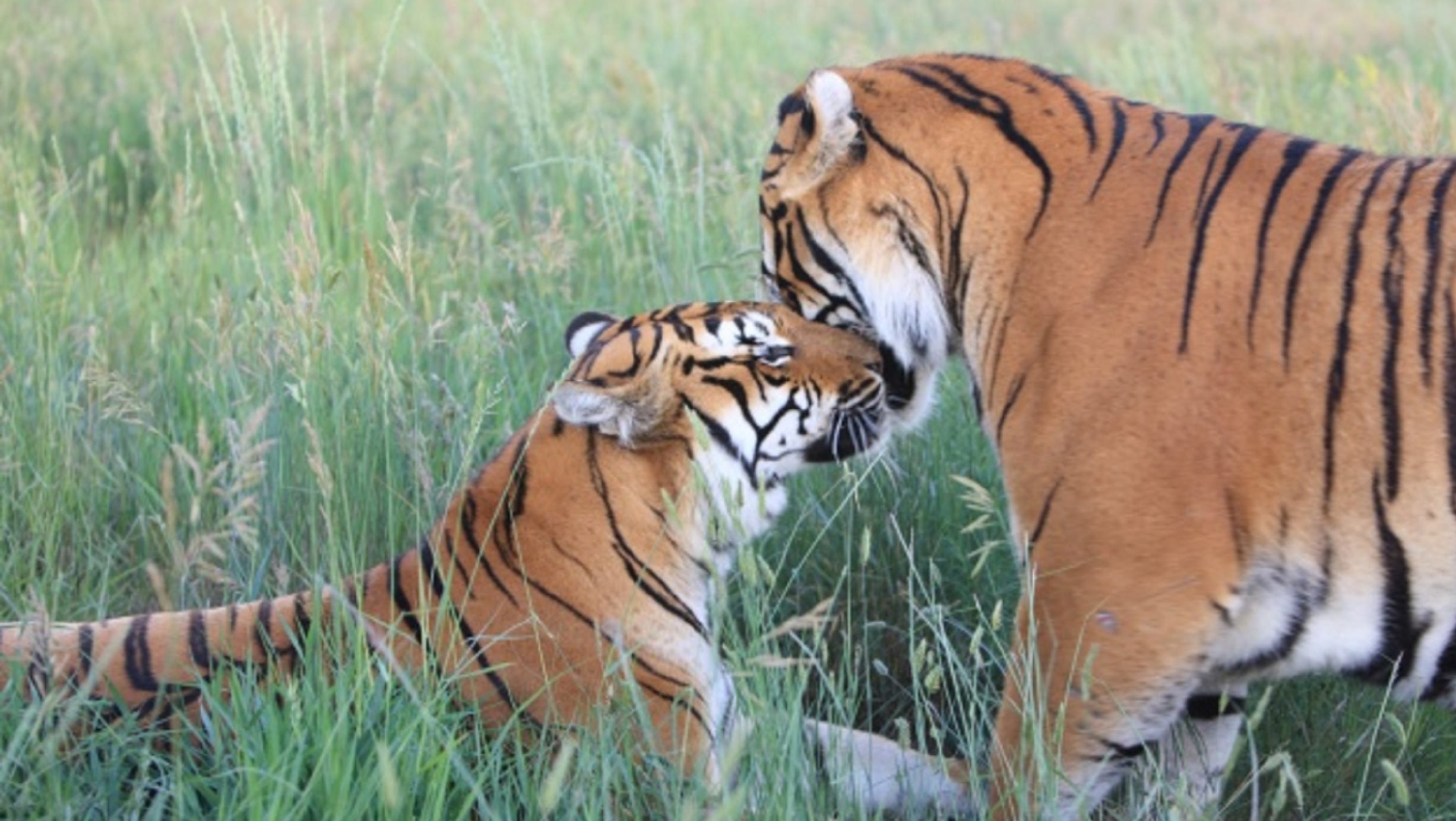 Fact Check Female Tiger Did Not Adopt Piglets In Zoo Experiment Fact Check Female Tiger Did Not Adopt Piglets In Zoo Experiment