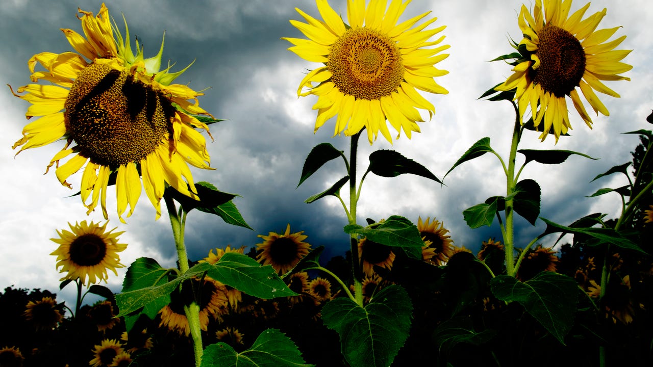 Sunflower fields draw thousands