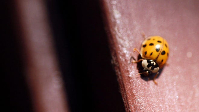 A multicolored Asian lady beetle crawls on the siding of a house.