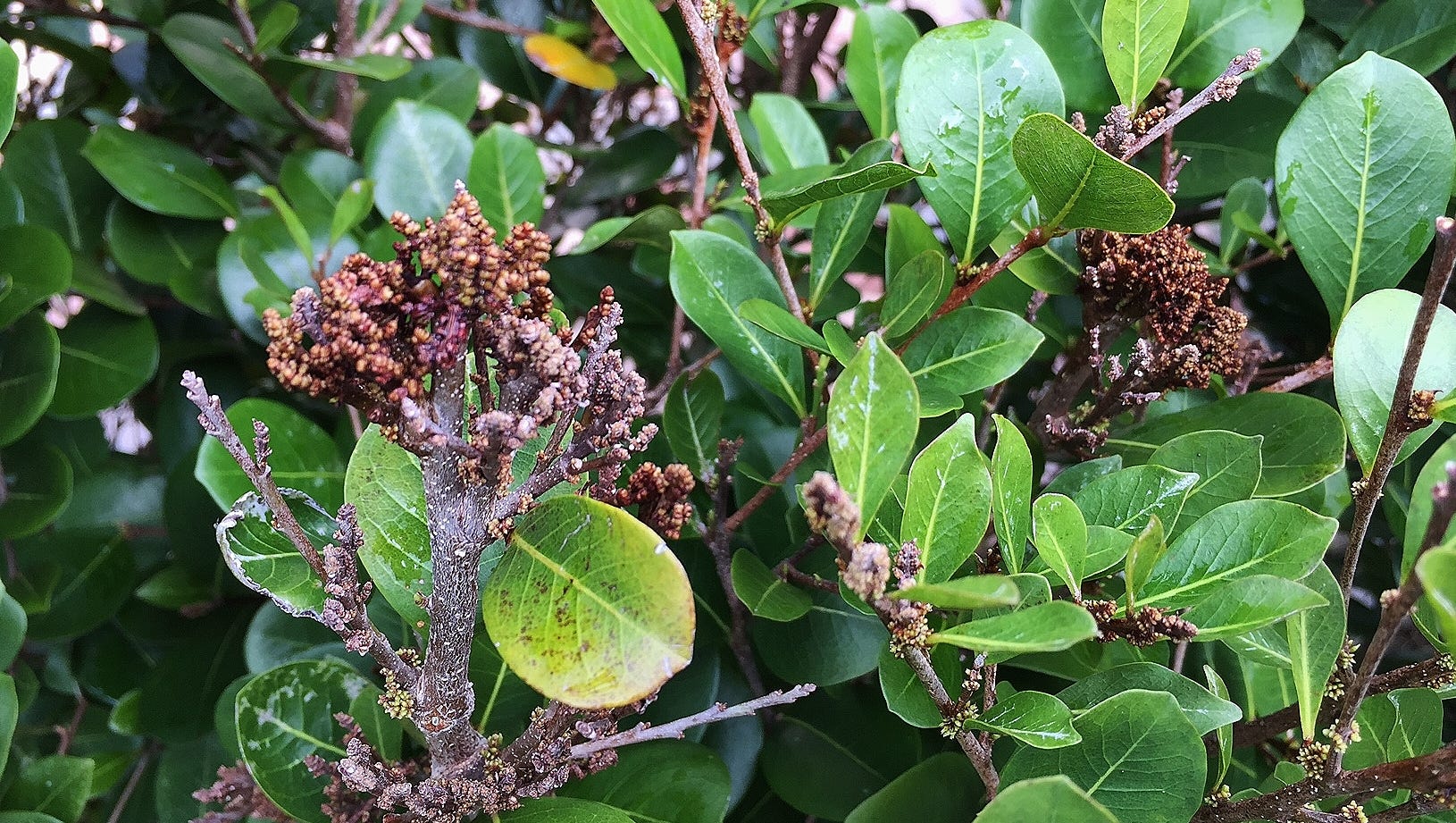 Best why to save plants from Witch's Broom