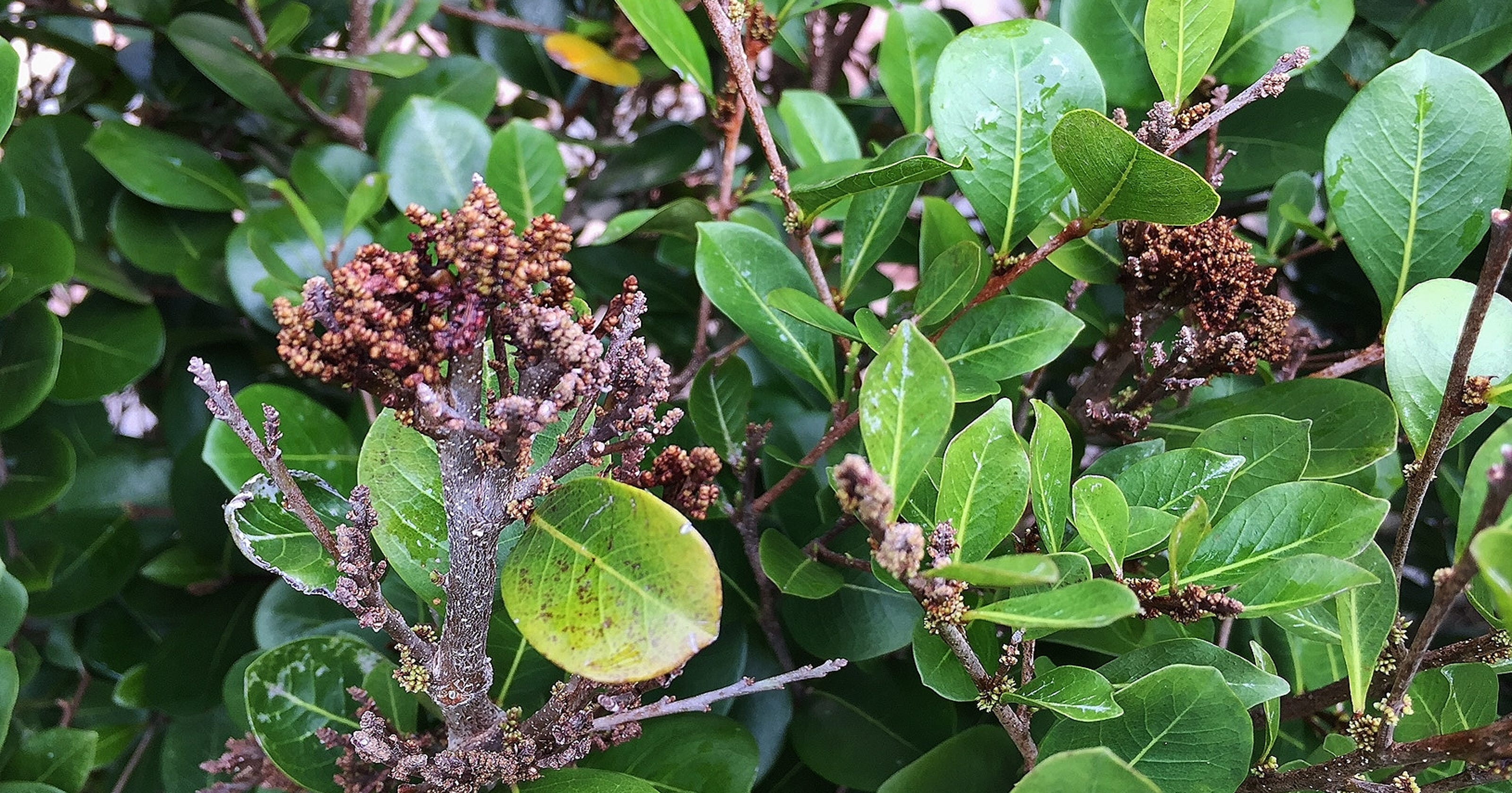 Best why to save plants from Witch�s Broom