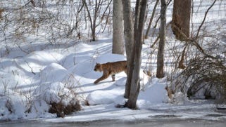 Oh My Bobcats Coyotes And Bears Live Among Us