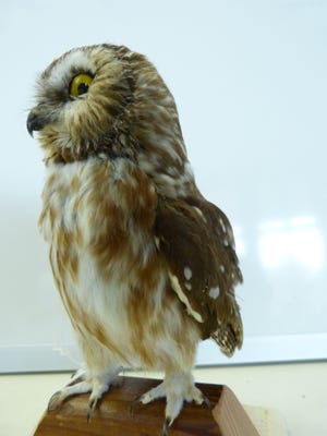 At eight inches long and 2.8 ounces on average, the tiny saw-whet is our smallest owl. The Cable Natural History Museum is lucky to have a specimen of this cute creature, and you can visit us to see it up close!