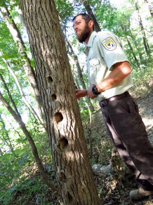 Heath Hamilton, refuge wildlife specialist, pauses in a tour of Snakey Point Marsh to point out a dead tree riddled with woodpecker holes.