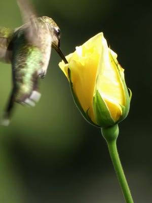 A ruby-throated hummingbird pays a brief visit to a yellow rose on the brink of blooming in a Henderson back yard in 2016. With the arrival of cooler temperatures, hummingbirds in the U.S. are starting to migrate south.