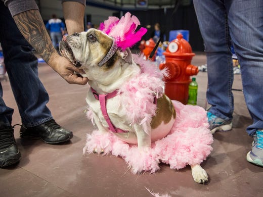 Ophelia Faye, a bulldog from Tama, wears a pink tutu