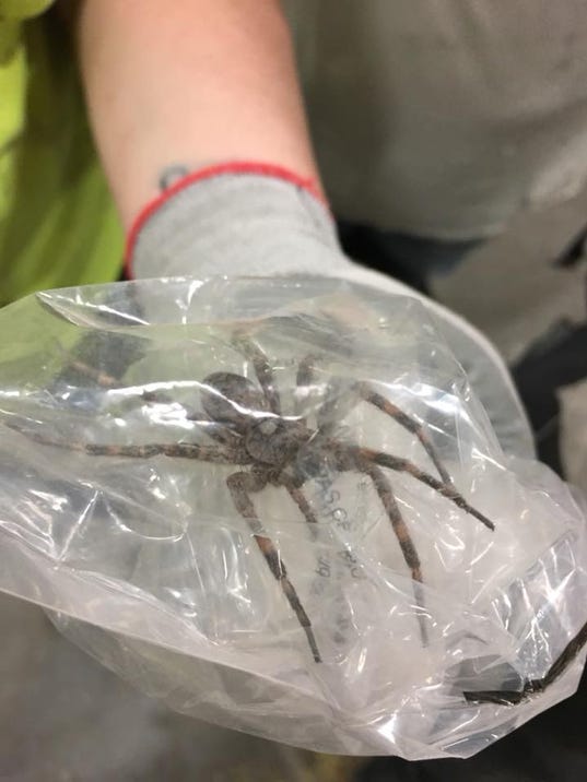 Giant spider found near Michigan; bring on the nightmares