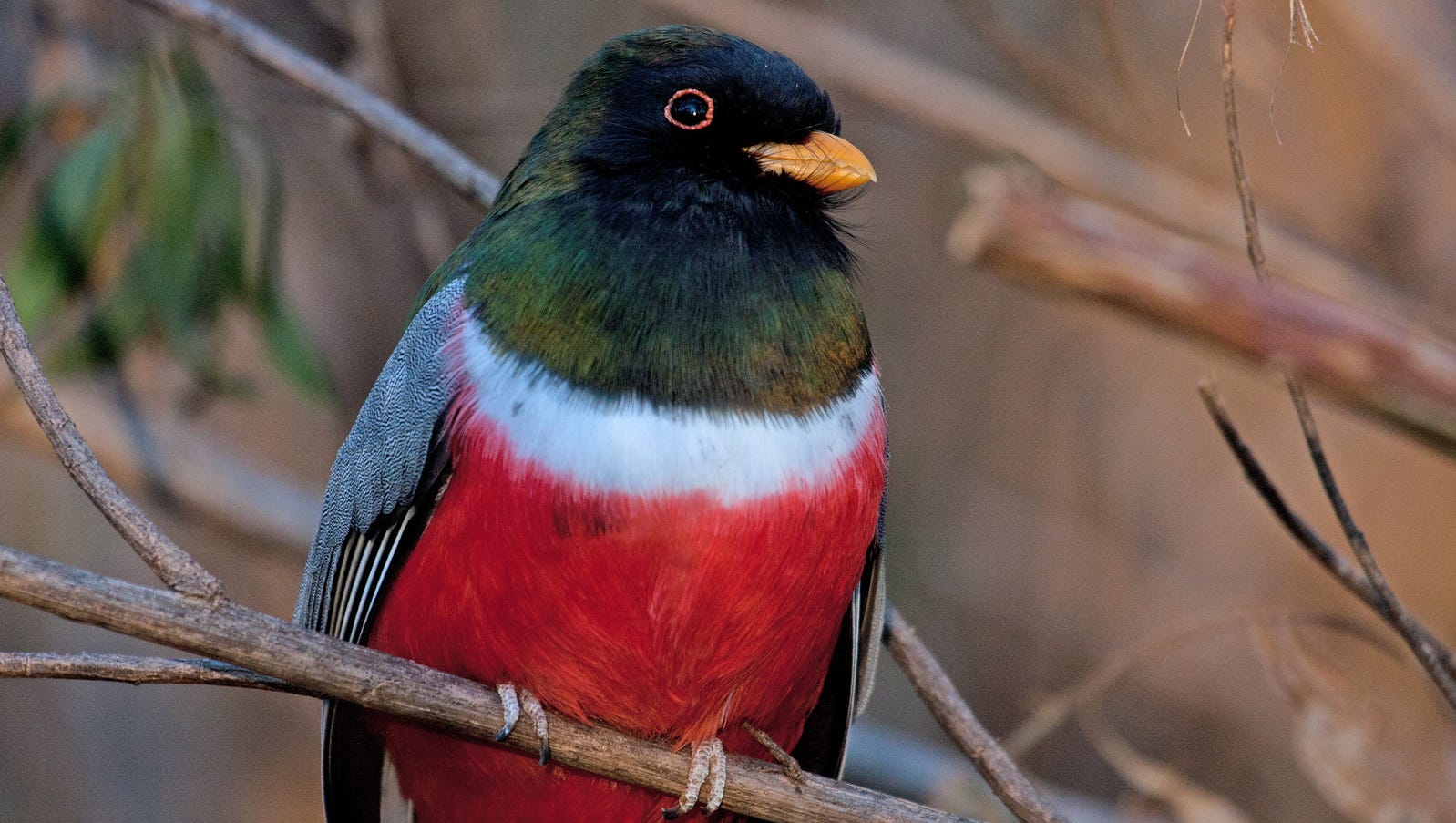 Best Birding In Arizona Madera Canyon Patagonia Chirachauas