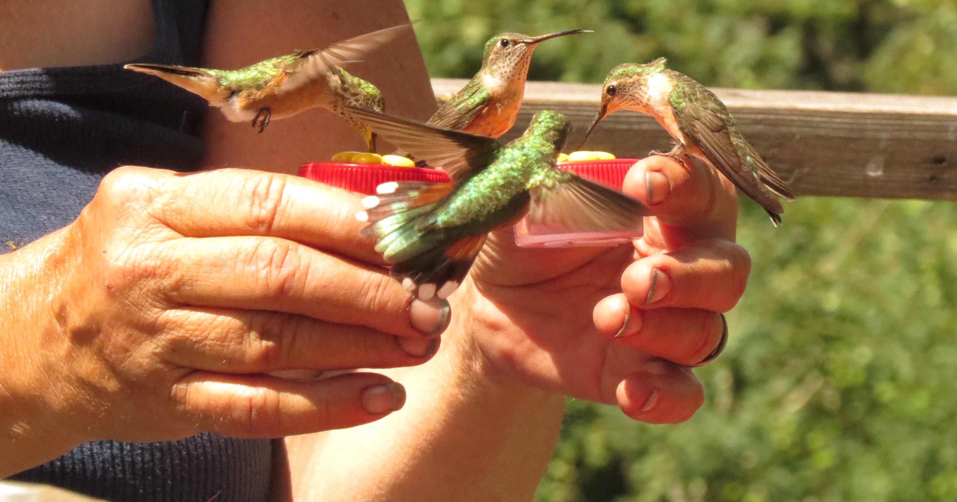 Nature Ramblings Busting The Myths Of Handfeeding Birds