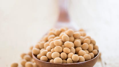Soybean studio shot