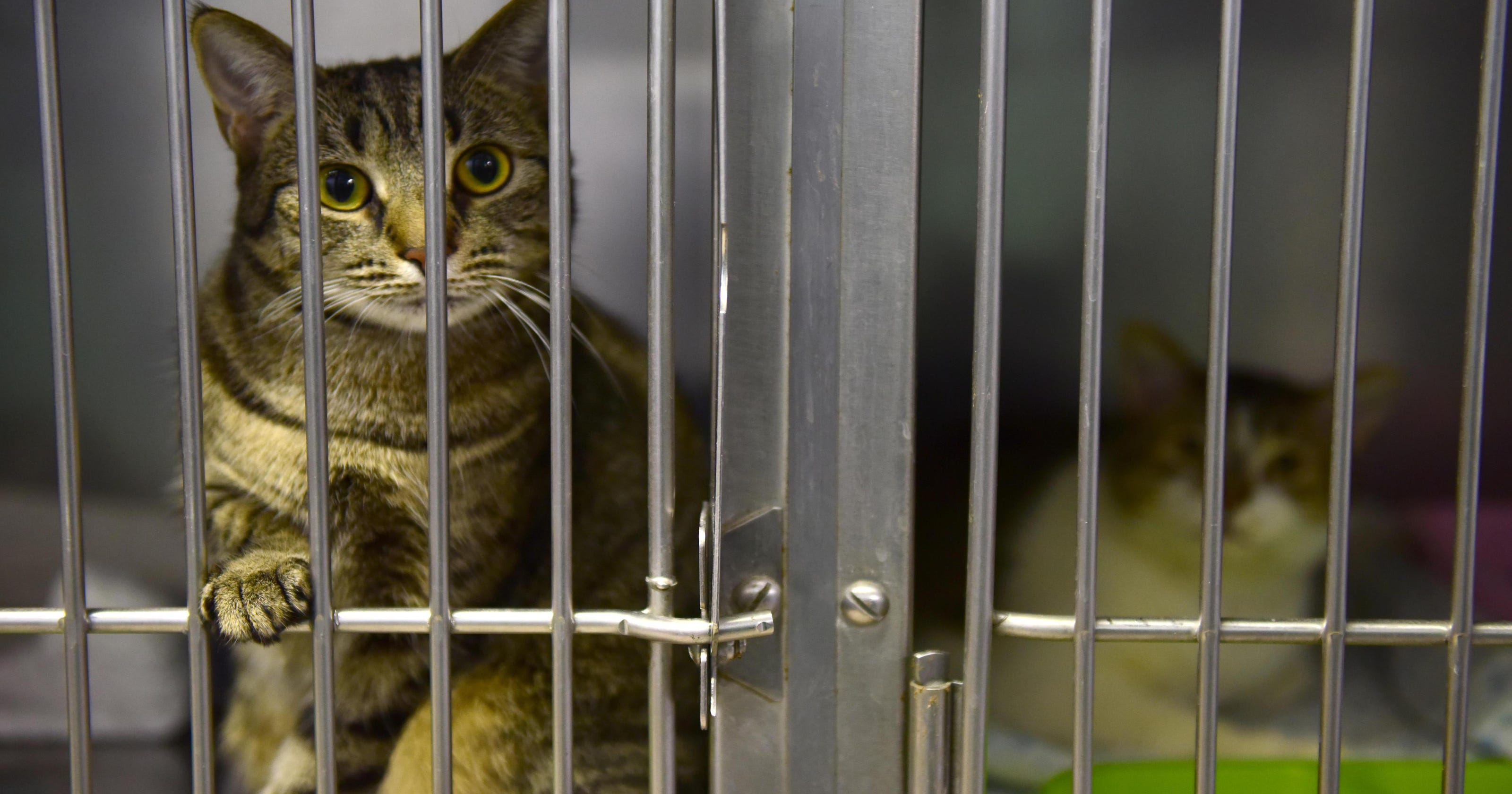 Declawing your cat could soon land you in jail in New Jersey