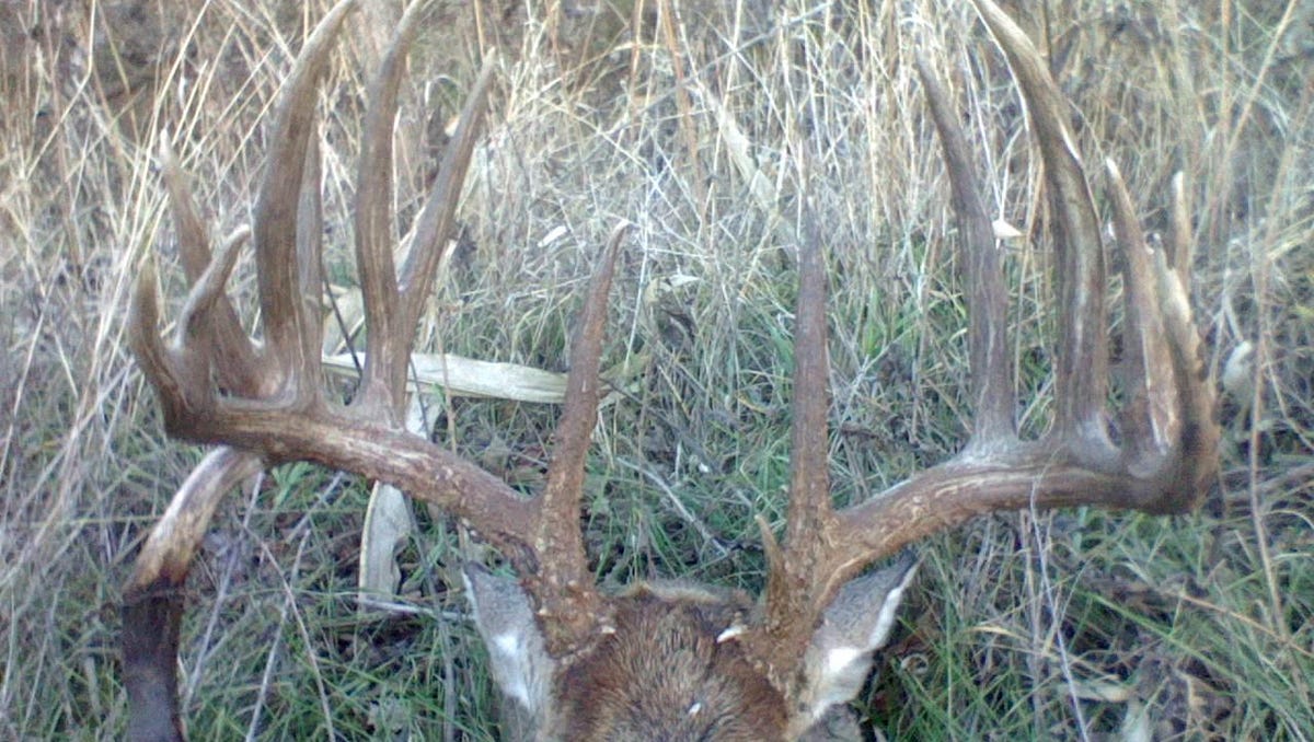 Iowa Farmer Loses Prize Antlers To State