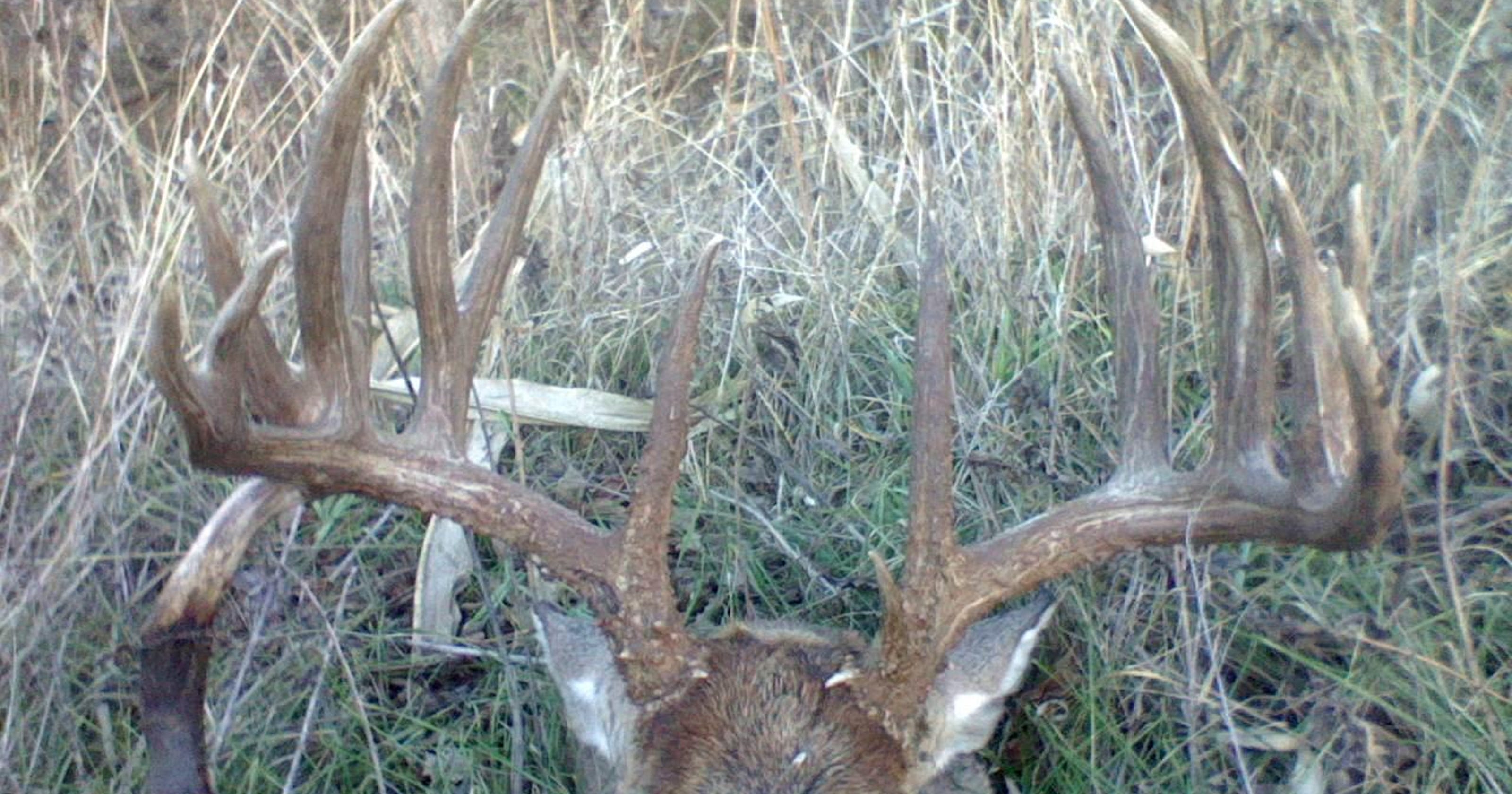 Iowa Farmer Loses Prize Antlers To State