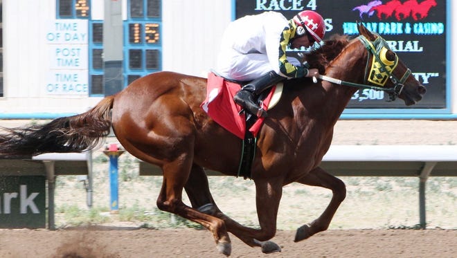 White Russsian, shown here winning his debut in a trial heat at SunRay Park and Casino on June 3, has been installed as the 3-to-1 favorite in Sunday's Four Corners Futurity.