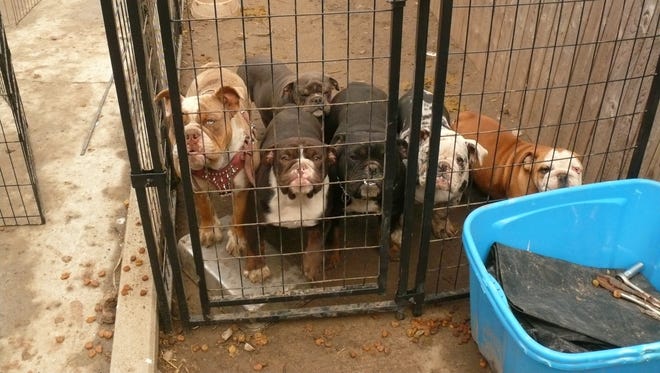 Some of the bulldogs recovered by St. Clair County detectives from a home in Ecorse.