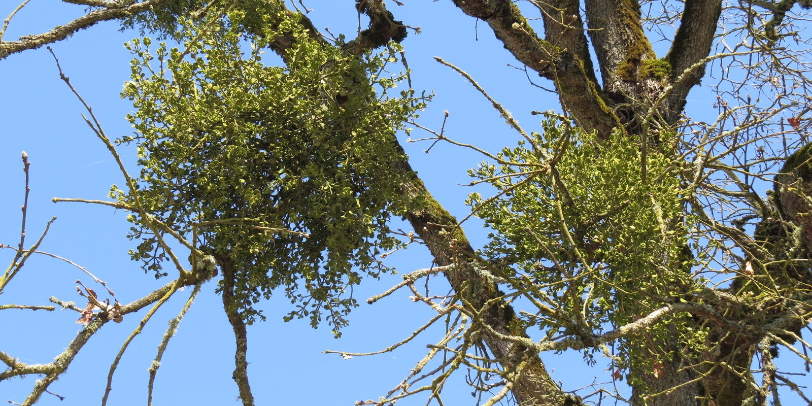 A Infestation Of Mistletoe Should Be Removed From Oaks