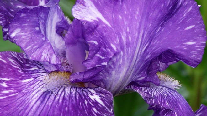 
Late summer and fall is the best time to purchase and plant bare root iris rhizomes, as well as divide and clean up iris beds. ROB ZIMMER/Post-Crescent Media

