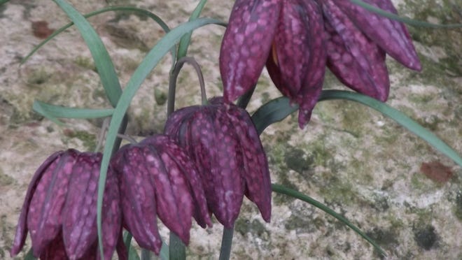 
One of the most unusual spring-blooming bulbs, checkered lily blooms feature scaled or checkered patterns and come in purple, brown and white. 
