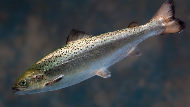 The AquAdvantage salmon was approved Nov. 19 by the Food and Drug Administration.