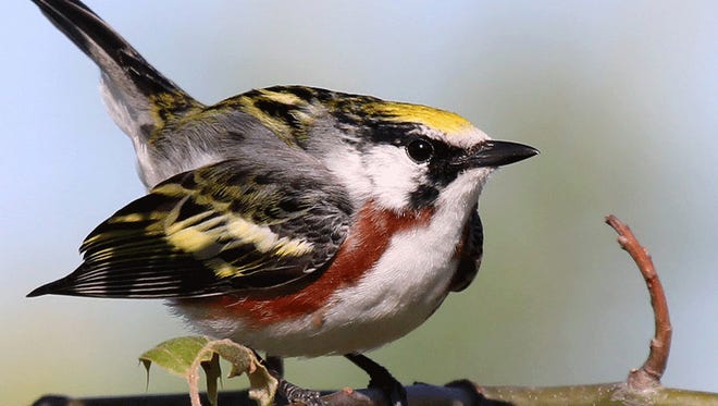 The chestnut-sided warbler takes the cake when it comes to distinctive appearances, boasting the only combination of a greenish-yellow cap, a white breast, and reddish streaks down its sides.