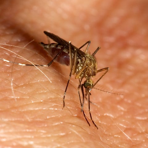 Mosquito biting
