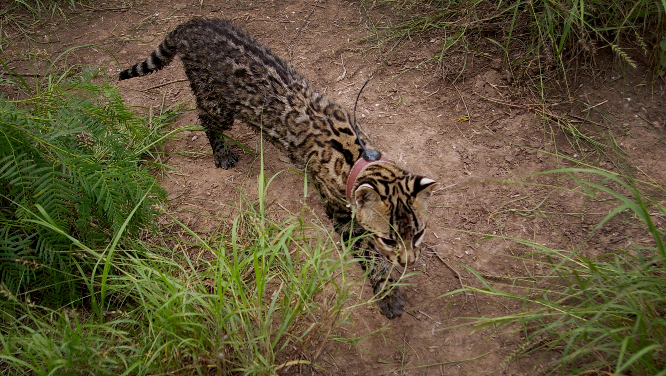 Rare Ocelots Try To Survive In A World That Barely Knows They Exist