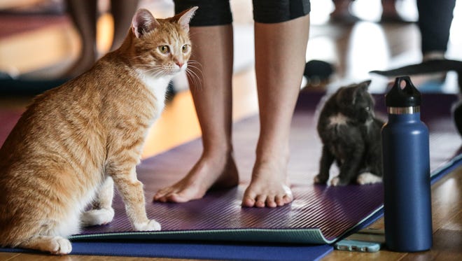 Cats play during Irvington Wellness Center's first Cats on Mats cat-infused yoga class. Cats from classes are available for adoption from Kitty Castaways Rescue, and proceeds from the class benefit the rescue.