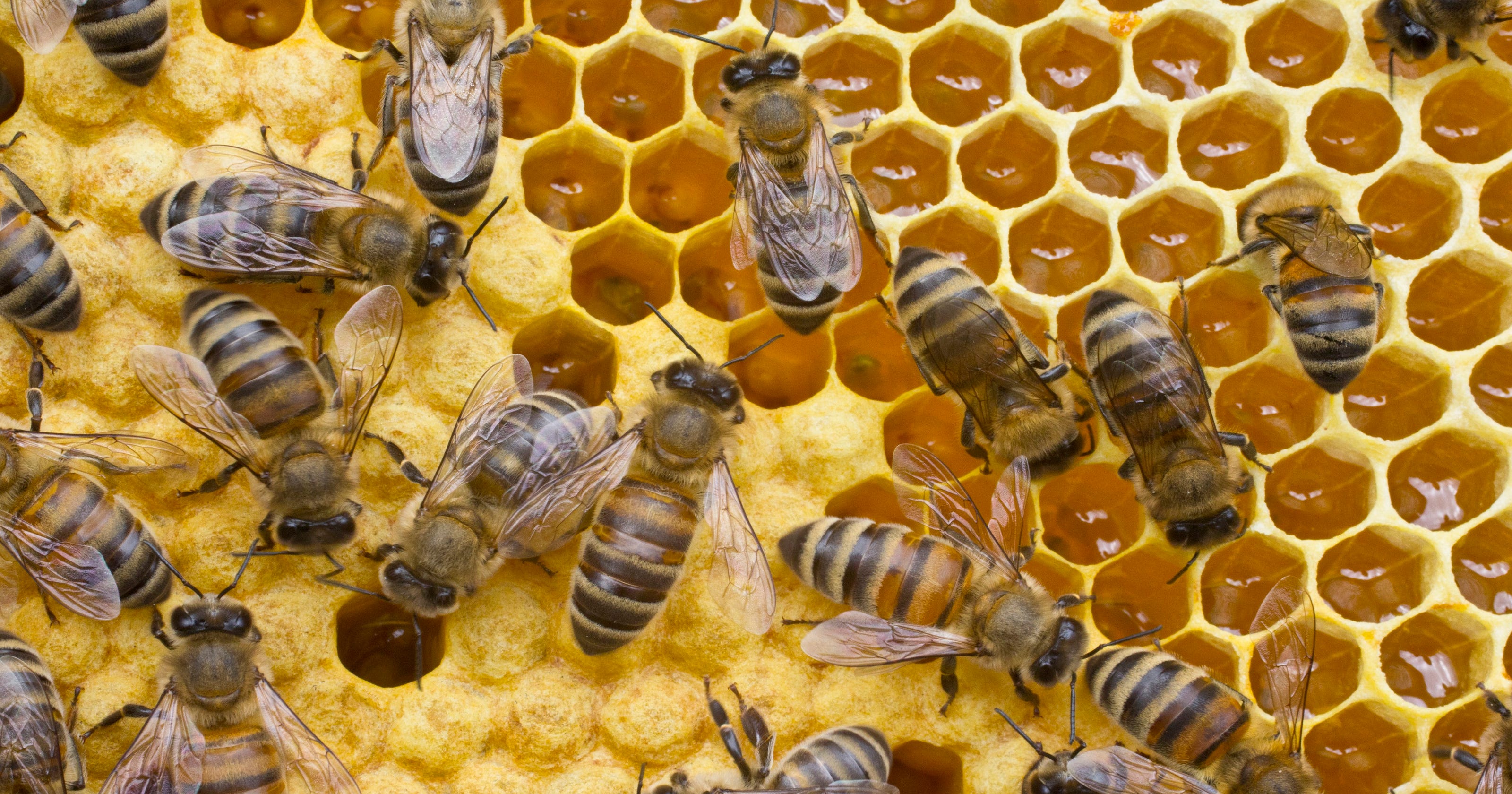 Жизнь домашних пчел. Пчела бафурот. Медоносные пчёлы ульи. Рабочая пчела.