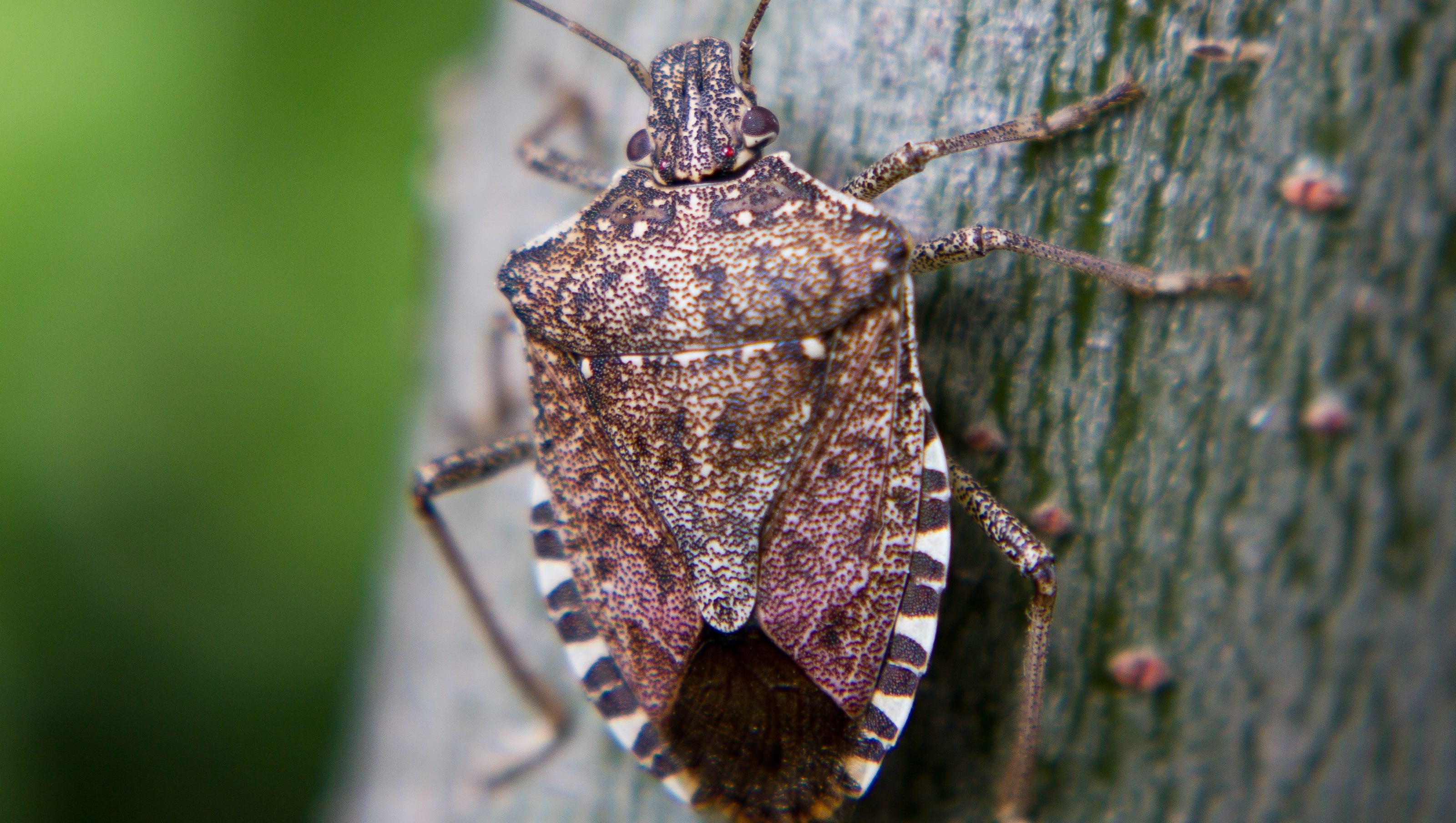 Stink bugs are back: What are they how do you get rid of them? Stink bugs are back: What are they how do you get rid of them?