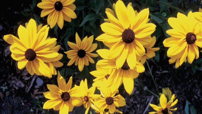 The Black-Eyed Susan is a much cuter flower than its name suggest. From the sunflower family, it is bright and gold, with a large black center (hence, black-eye).