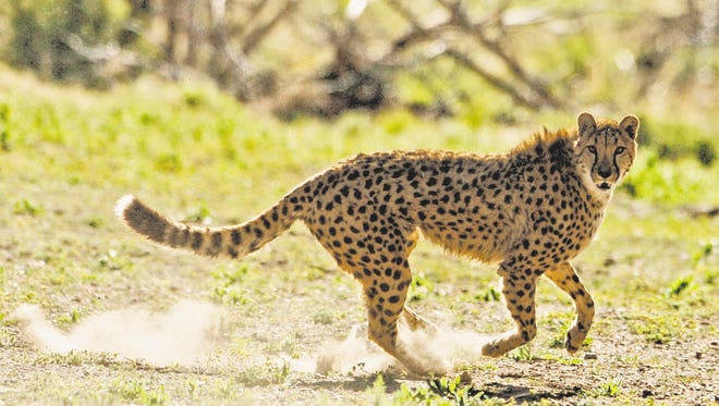 An image from a cheetah run at the Animal Ark.