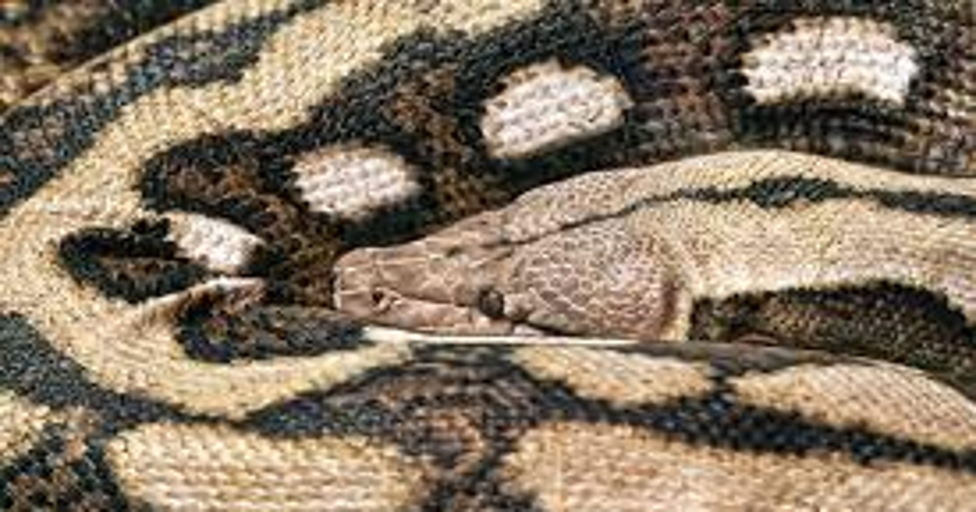 Pet boa constrictor reunited with owner