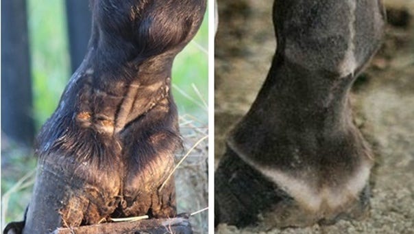 This photo demonstrates the difference between Skywalks Magical Dream's pastern and that of a horse that has not been sored.