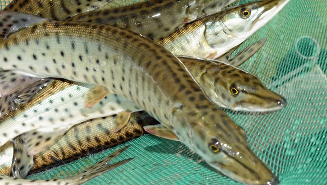 Musky fingerlings were raised for a year in cool water ponds before being released into Wisconsin's Lake Michigan waters.