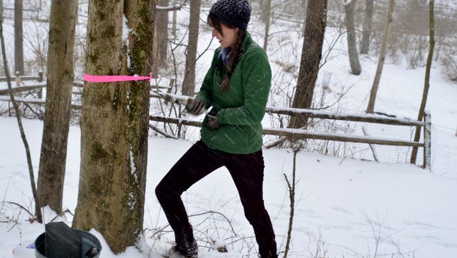 Mary Ronan, a park naturalist for York County Parks, drills into a maple tree, Saturday, Feb. 21, 2015, in preparation for Maple Sugaring Weekend at Nixon Park. The event is held Saturday, Feb. 28, from 9:30 a.m. to 4 p.m.; and Sunday March 1, from noon to 4 p.m. There will be activities such as maple sugaring tours, kid's storytime (on Saturday), boiling station and maple products for sale by Patterson Farms from Westfield, Tioga County, Pa. To learn more about the event go to http://yorkcountypa.gov/parks-recreation. Randy Flaum photo - rflaum@yorkdispatch.com