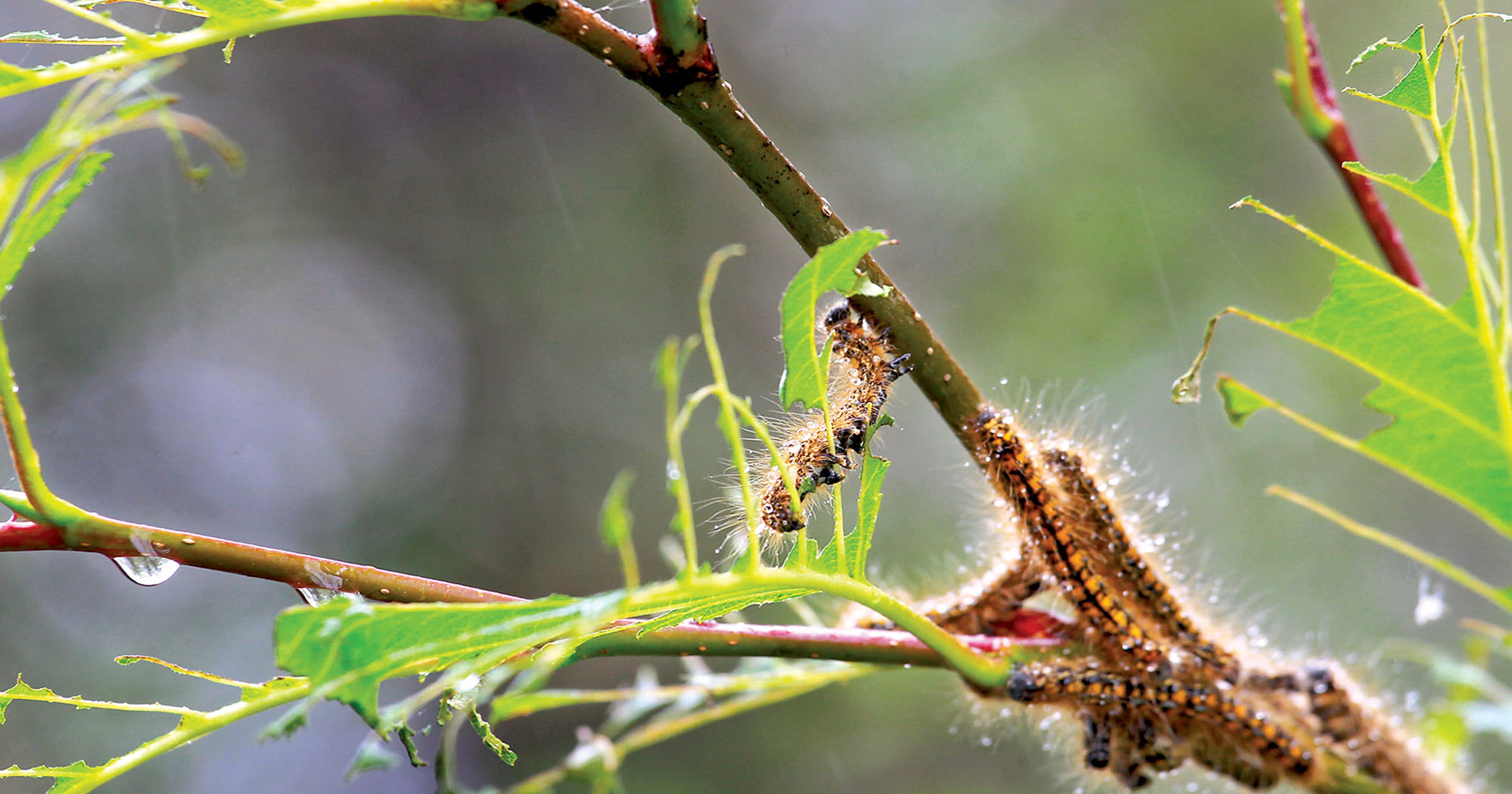 Plants Send Signal Attracting Birds When Insects Attack