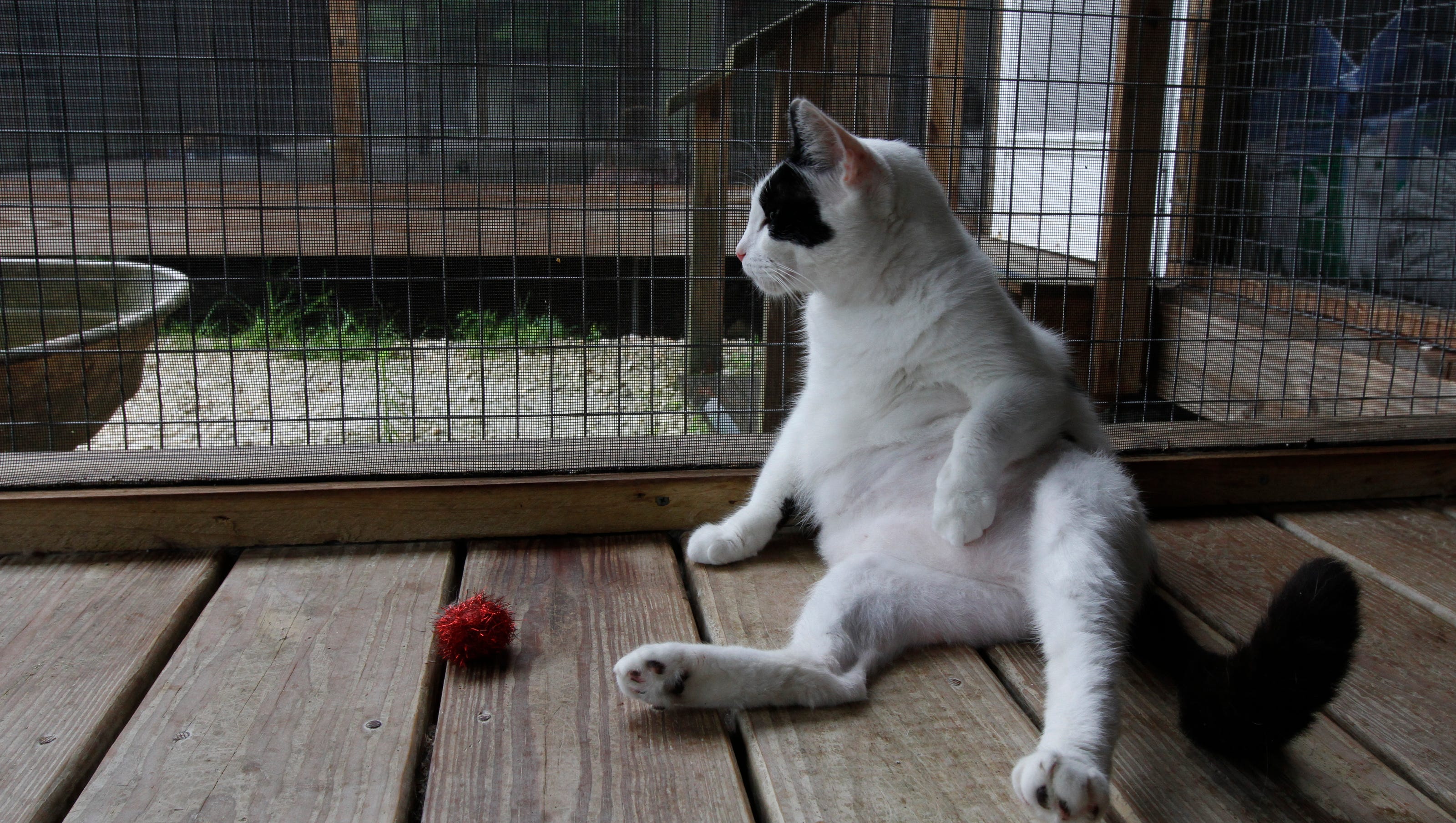 Kitten Season Floods Local Shelters With 100s Of Adoptable Cats