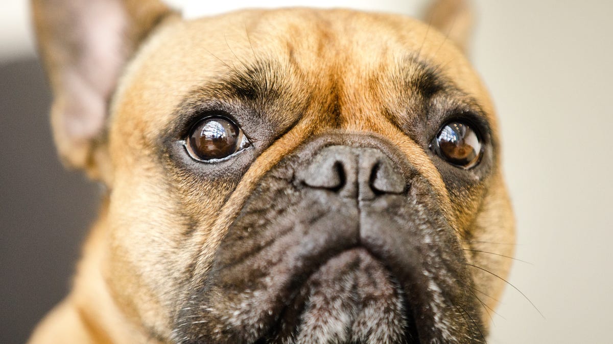 Dogs Developed Muscles To Make Puppy Dog Eyes At Humans Study Finds