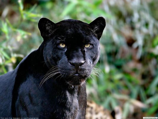 Black Panthers In Louisiana Are A Myth State Wildlife Official Says