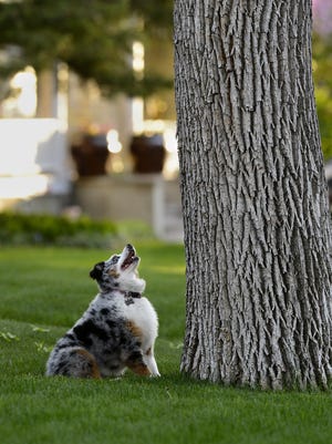 In this 2014 photo, a dog waits out a squirrel on the 800 block of 5th Avenue North.