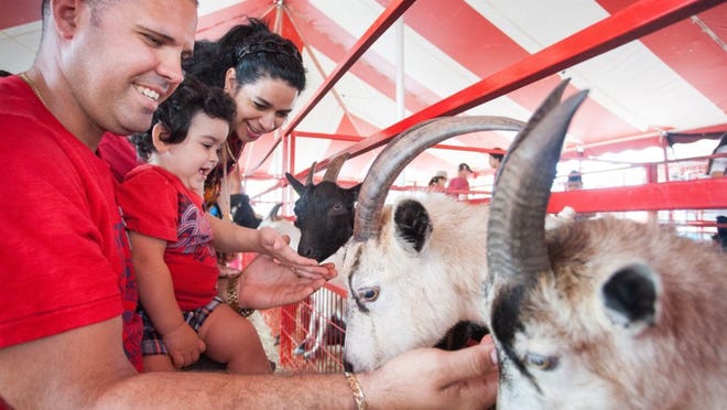 Yansy Dominguez, Yandi Dominguez, 1, and Irenia Rojas, of Cape Coral, feed animals in the petting zoo at the Collier County Fair in Naples, FL on Sunday, March 20, 2016. (Photo by Gregg Pachkowski/Special to the Daily News)