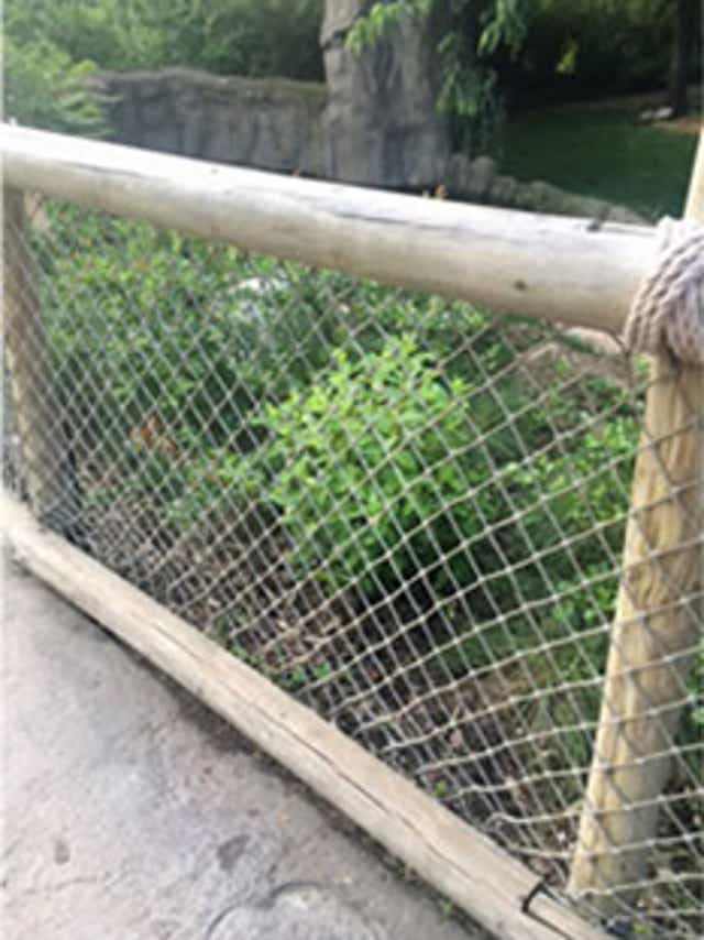 Cincinnati Zoo Gorilla Exhibit To Reopen Tuesday