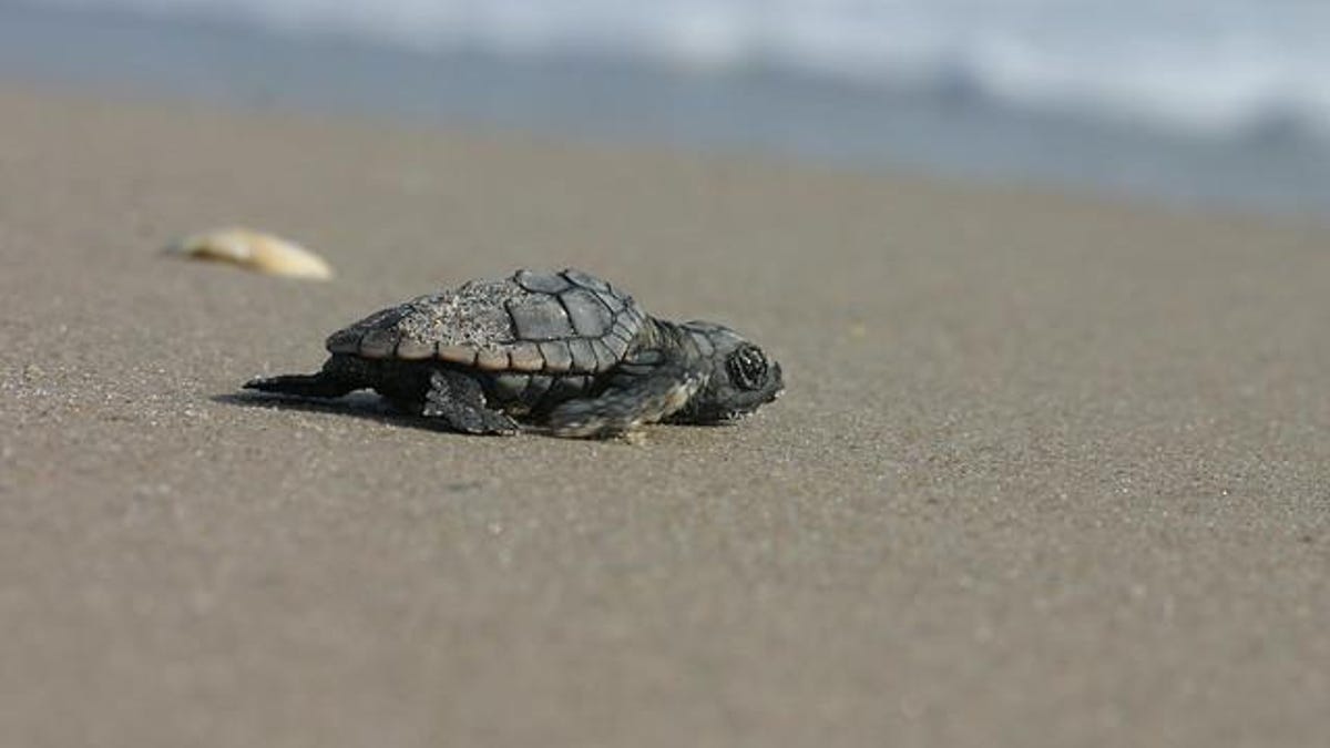 Thinking Of Taking A Selfie With A Baby Sea Turtle Don T Says Fwc