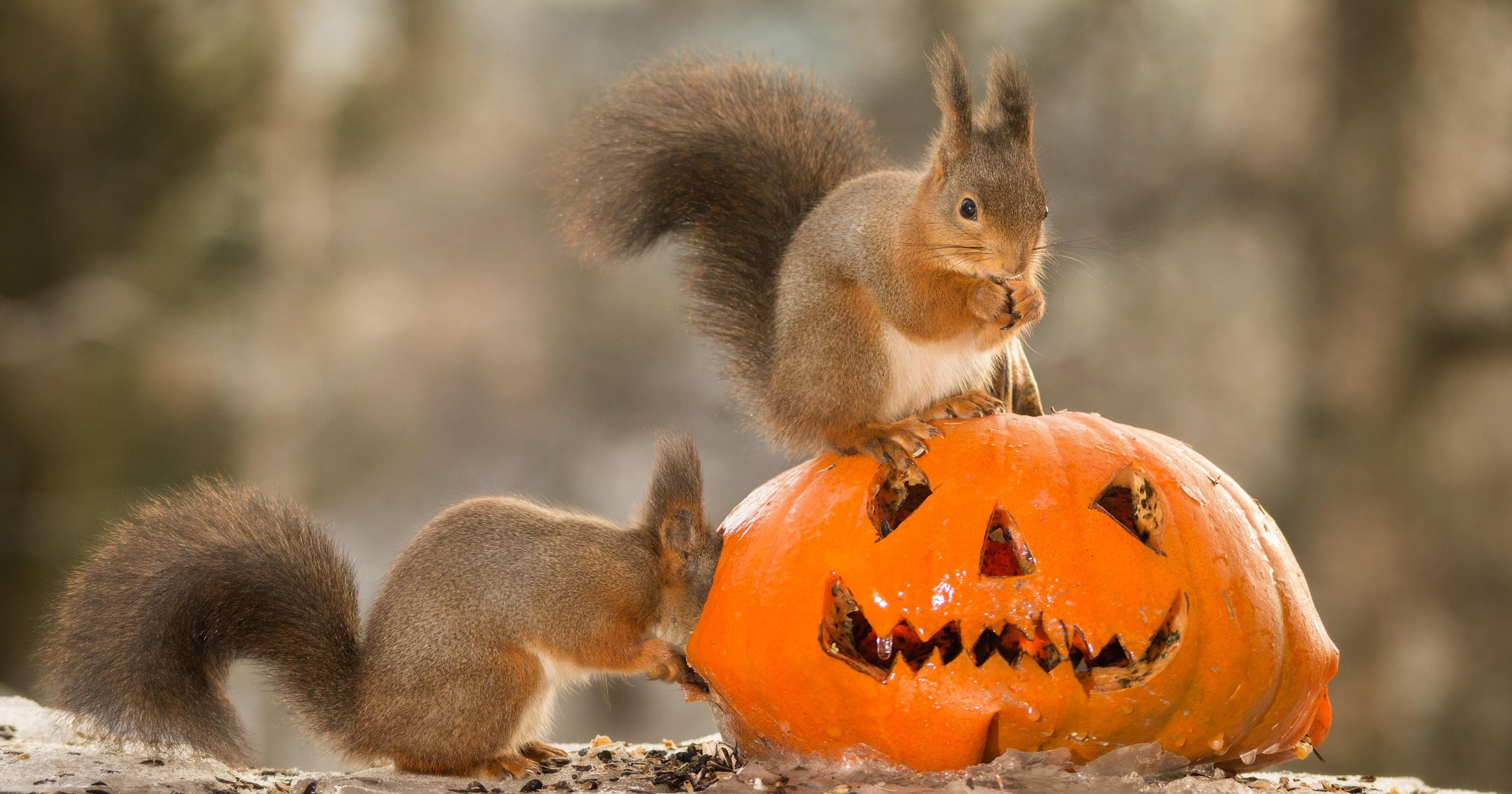 Tips to keep squirrels from eating your pumpkins