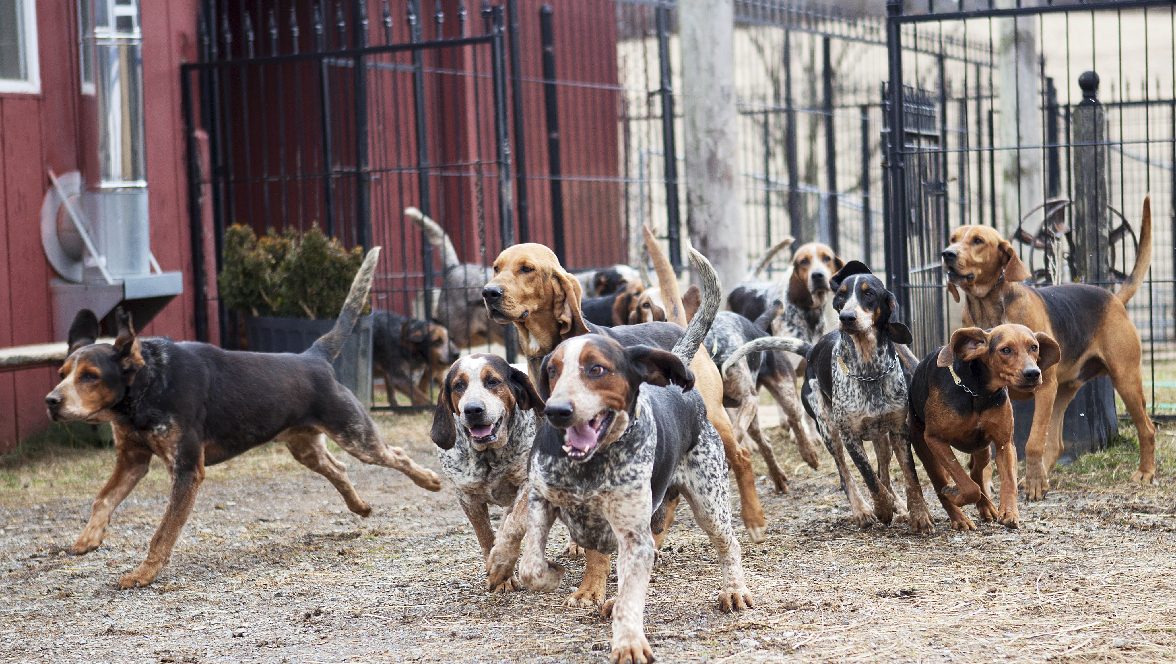 The Hounds Fox Hunting In The Valley