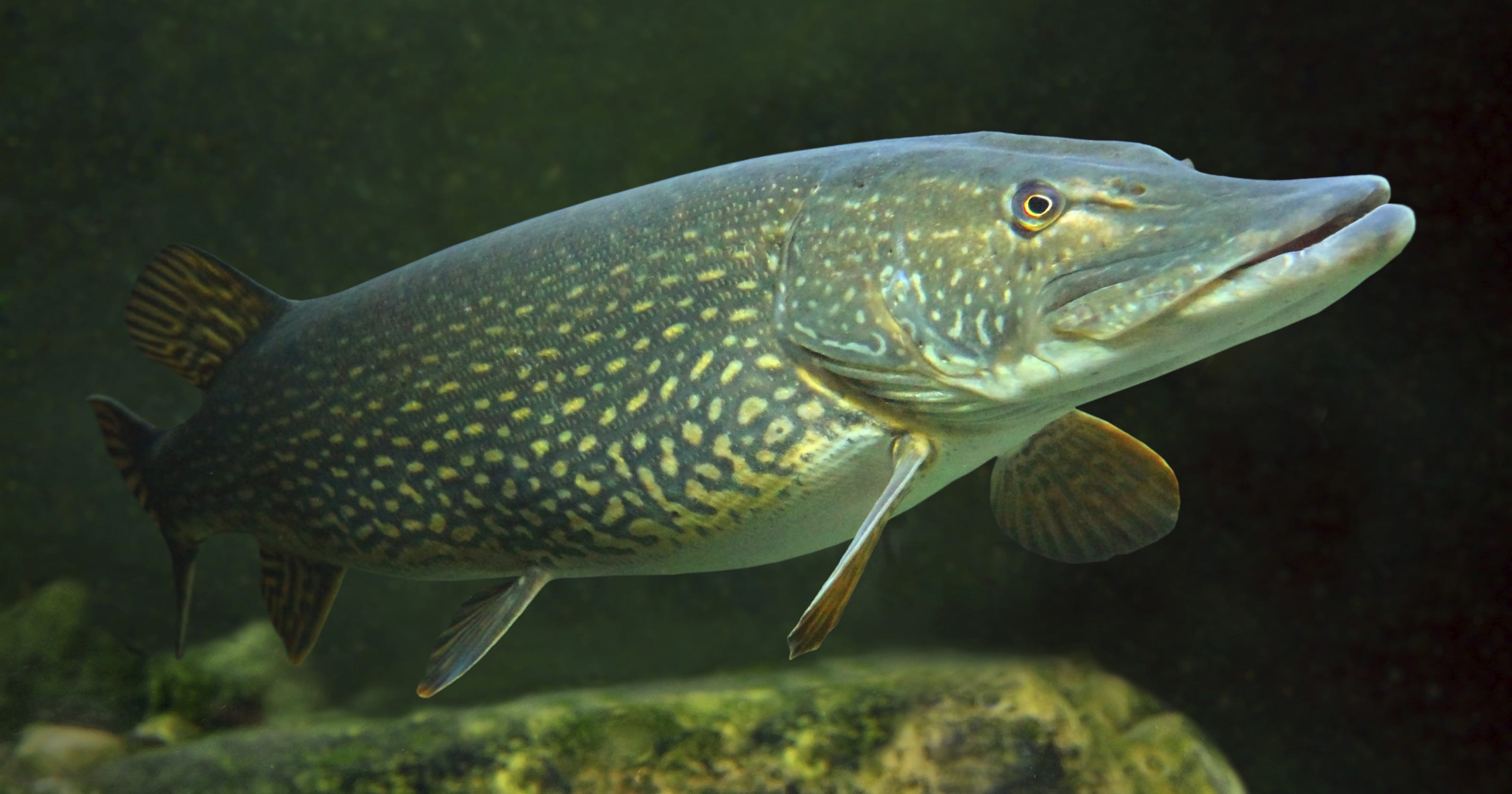 Northern Pike