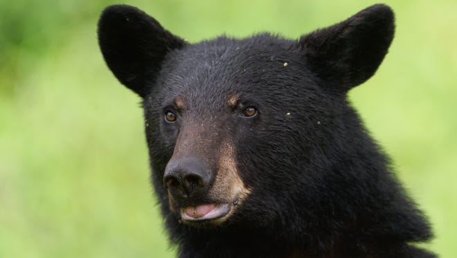 Black Bear Cub Litter May Be A Record