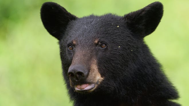 Black Bear Cub Litter May Be A Record Black Bear Cub Litter May Be A Record
